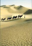 Taklamakan Desert. - Vintage Photograph