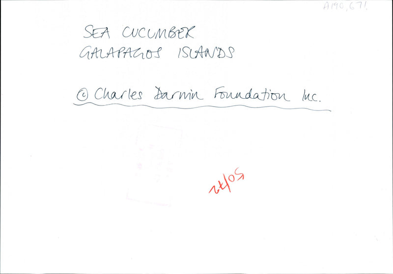 Sea Cucumber - Vintage Photograph