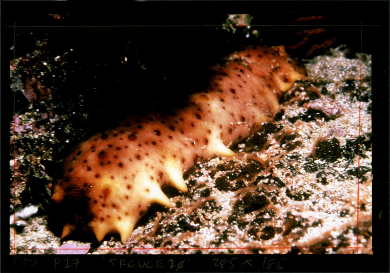 Sea Cucumber - Vintage Photograph