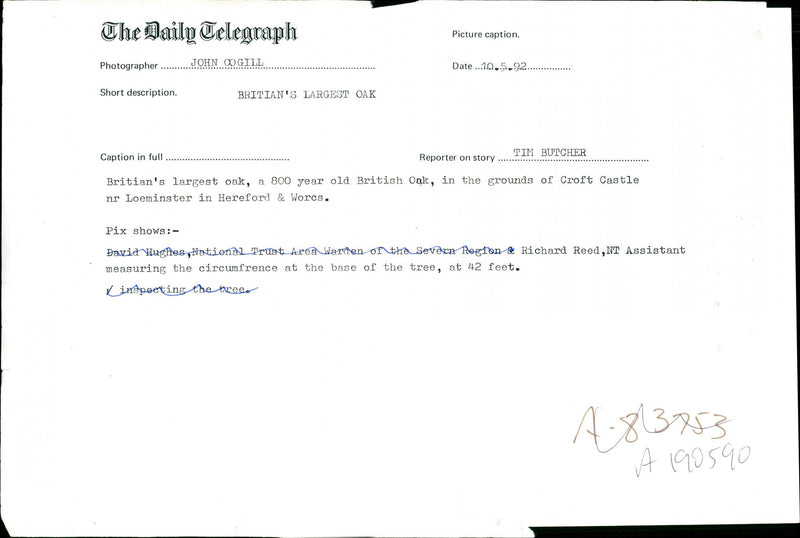 A 800 year old Britain's largest oak tree - Vintage Photograph