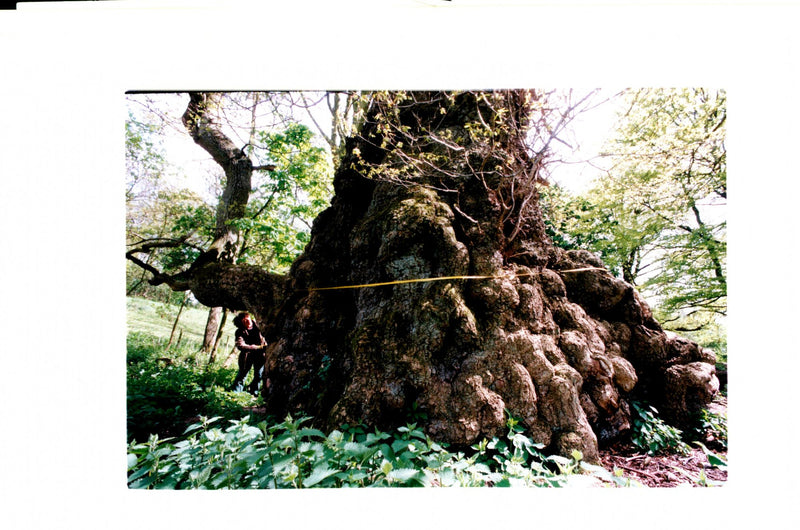 A 800 year old Britain's largest oak tree - Vintage Photograph