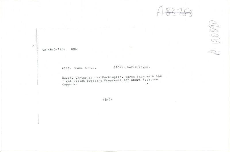 Trees: Murray Carter - Vintage Photograph