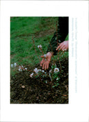 Trees: Rhododendron Racemosum - Vintage Photograph