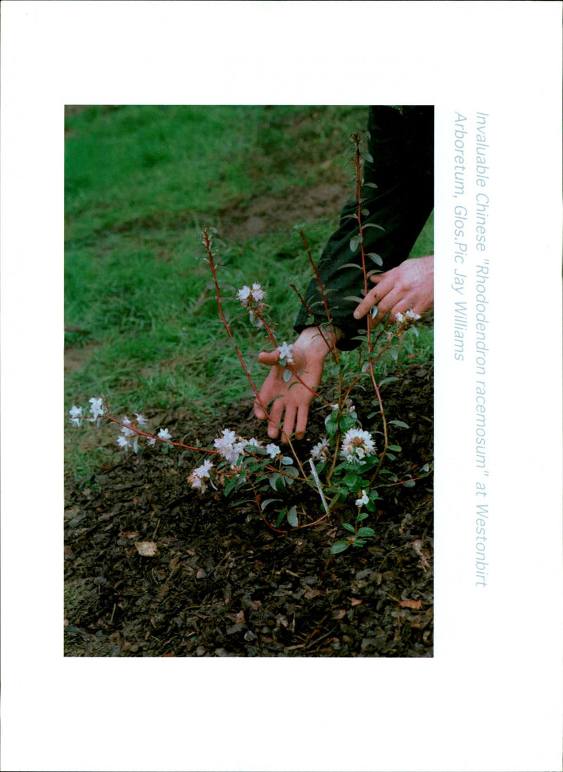Trees: Rhododendron Racemosum - Vintage Photograph