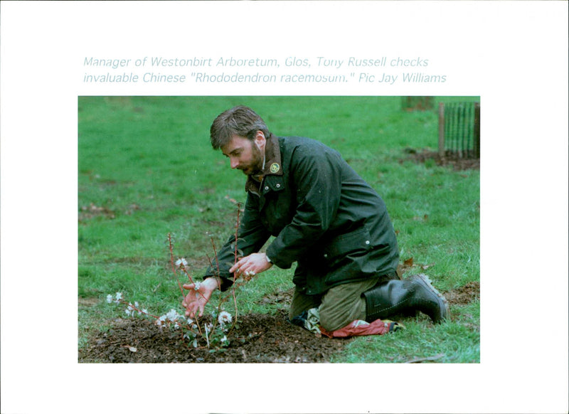 Trees: Tony Russell - Vintage Photograph