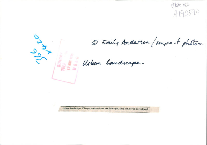 URBAN LANDSCAPE LARGE MATURE TREES ARE DAMAGED THEY CAN NEVER REPL WAR - Vintage Photograph