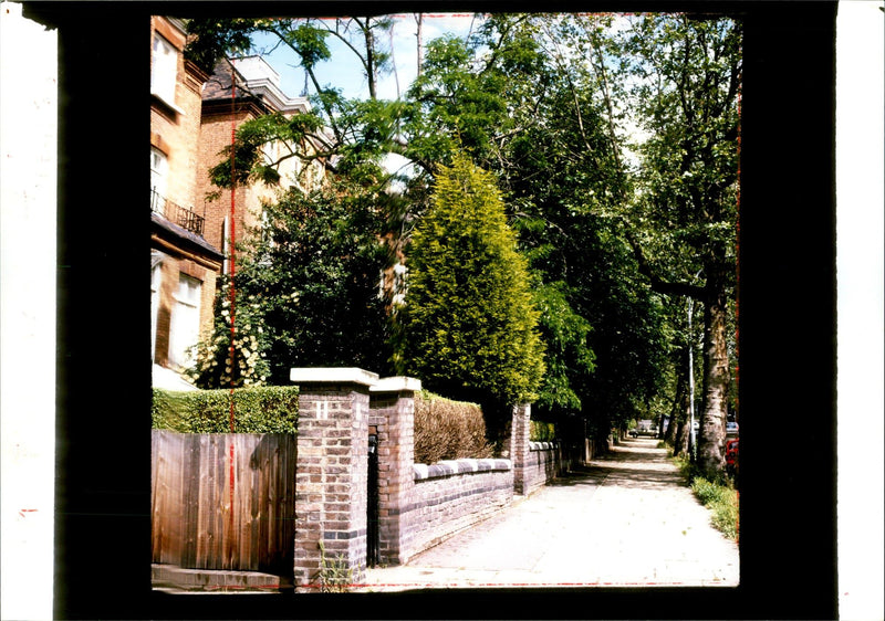 URBAN LANDSCAPE LARGE MATURE TREES ARE DAMAGED THEY CAN NEVER REPL WAR - Vintage Photograph