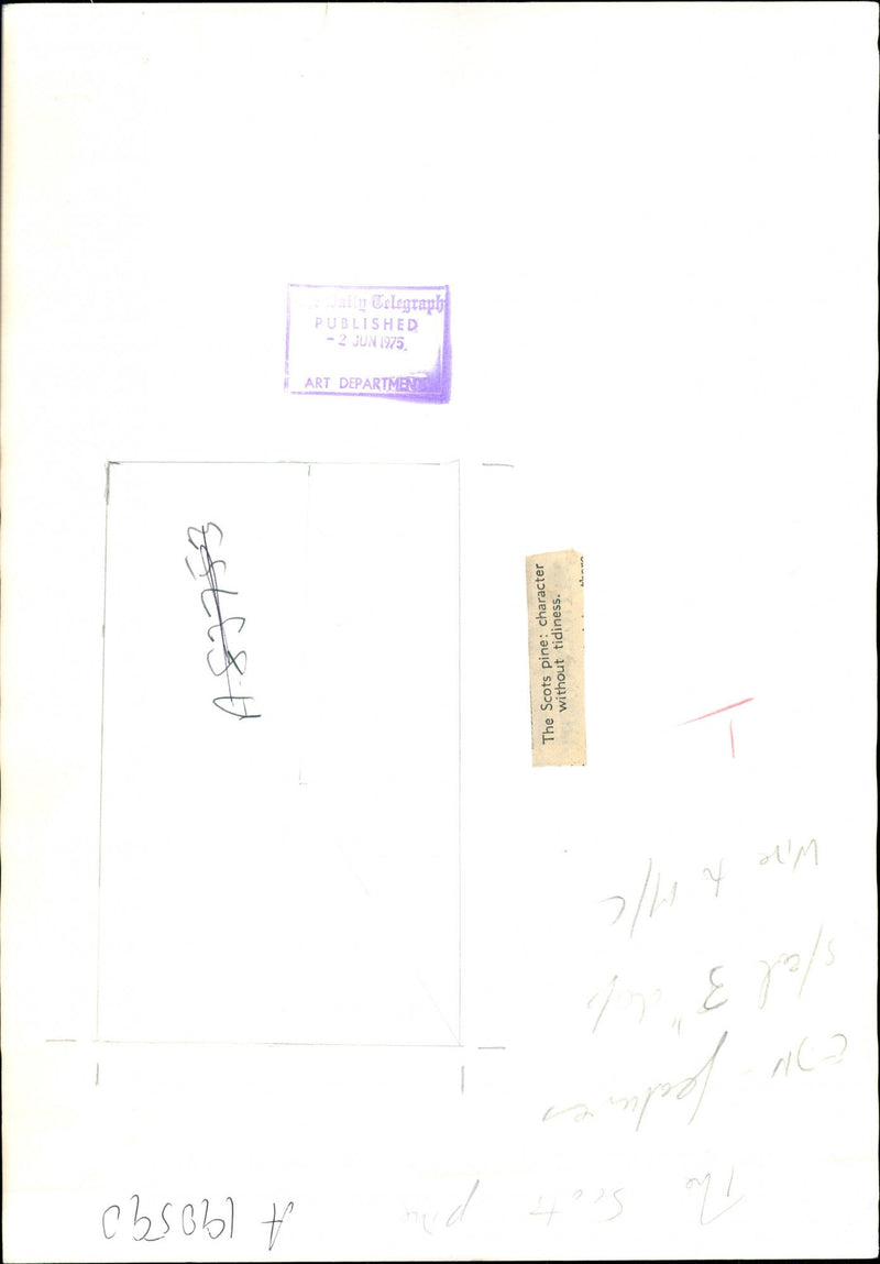 Scots pine trees - Vintage Photograph