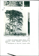 Scots pine trees - Vintage Photograph