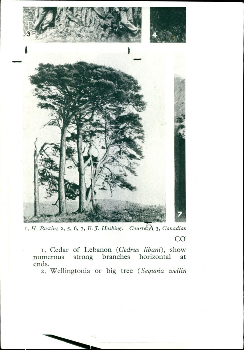 Scots pine trees - Vintage Photograph