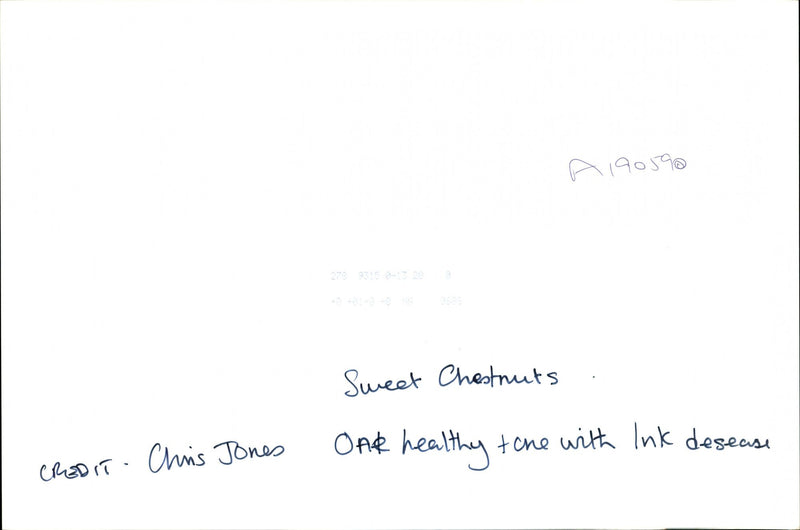 Sweet chestnuts - Vintage Photograph