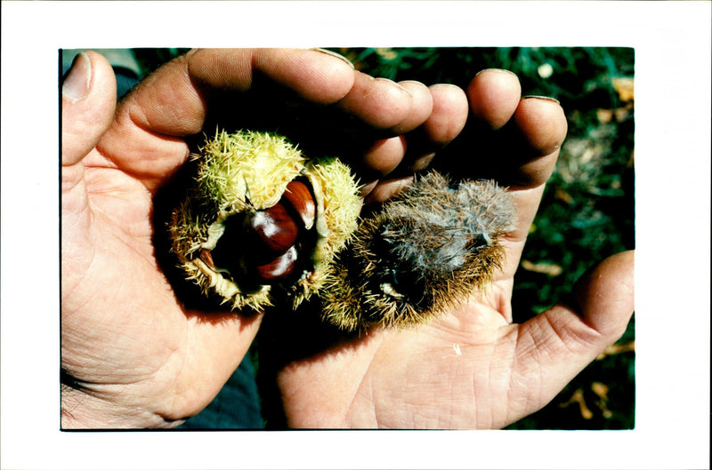Sweet chestnuts - Vintage Photograph