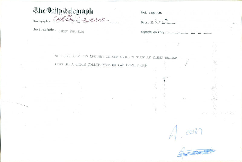 Merv, Dog - Vintage Photograph