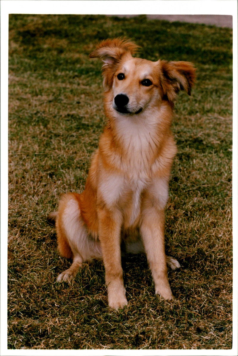 Merv, Dog - Vintage Photograph