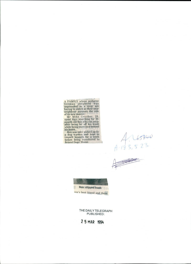 Ben The Alastian Dog At The Bristol Dogs Home - Vintage Photograph