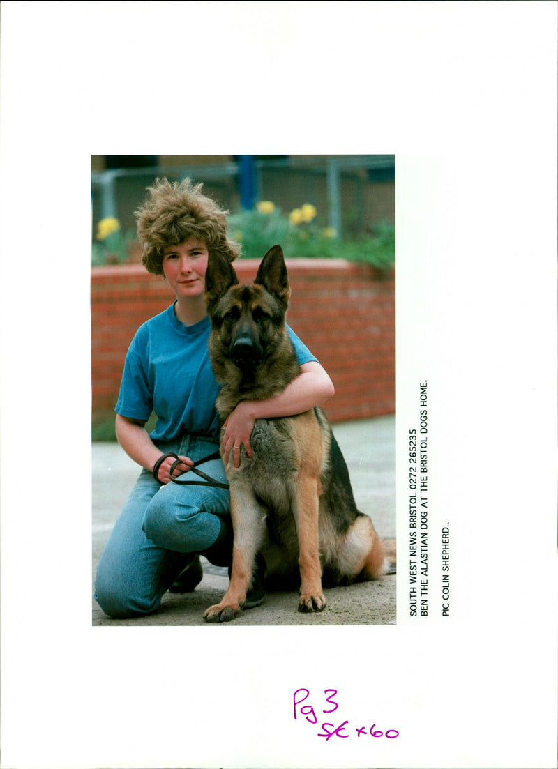 Ben The Alastian Dog At The Bristol Dogs Home - Vintage Photograph
