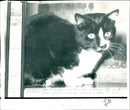 Dr. Peter Holden - Cat "B" - Vintage Photograph