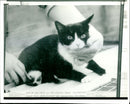Dr. Peter Holden - Cat "A" - Vintage Photograph