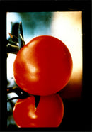 Tomatoes - Vintage Photograph