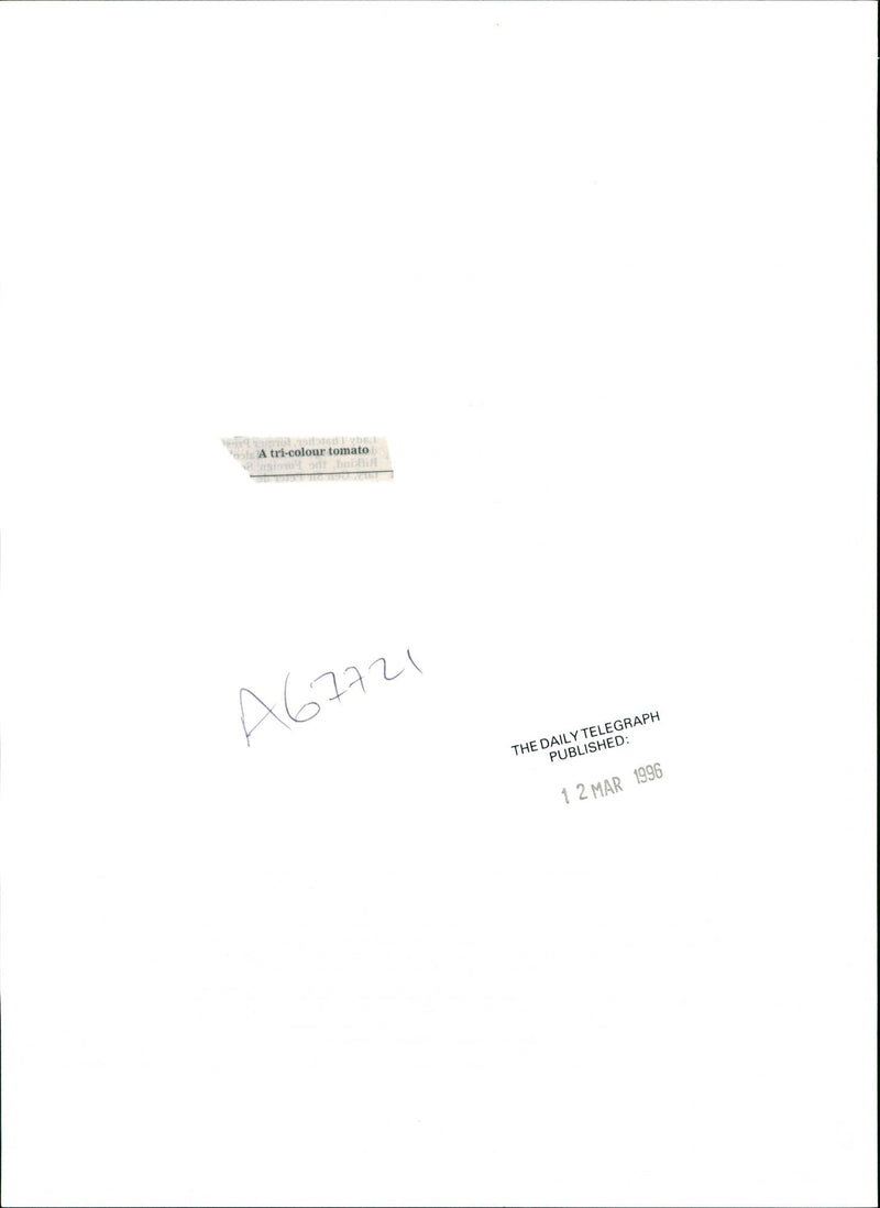 Tomatoes - Vintage Photograph