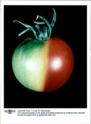 Tomatoes - Vintage Photograph
