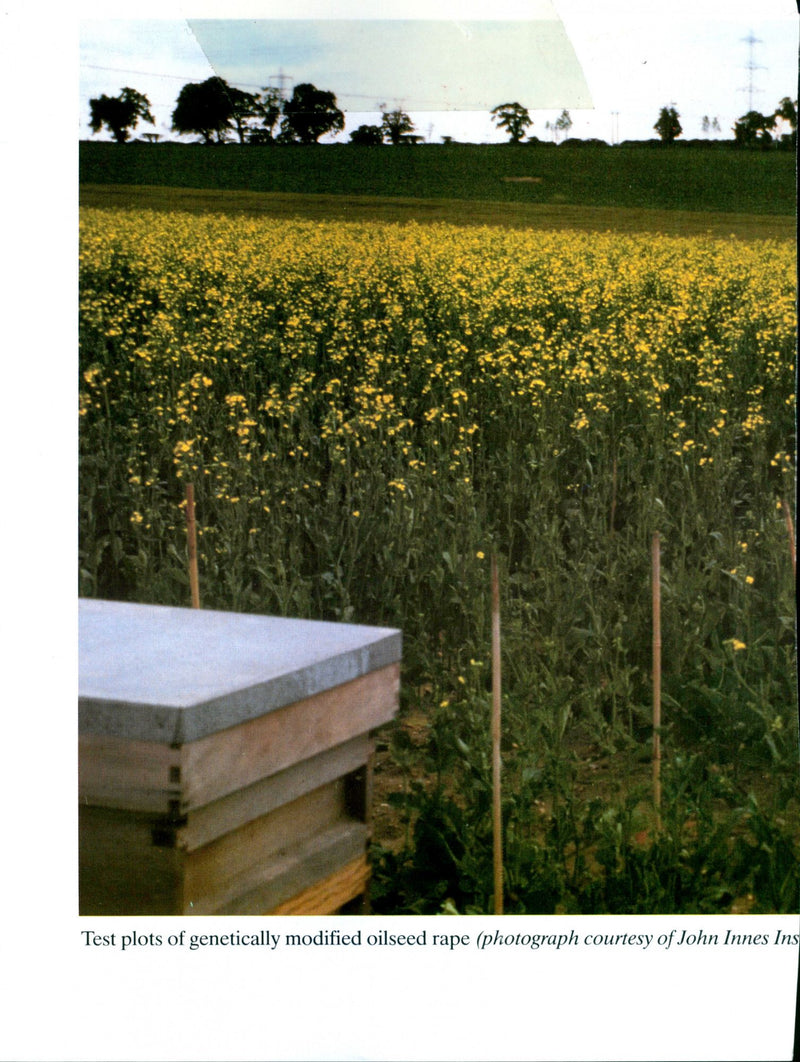 Tomatoes - Vintage Photograph