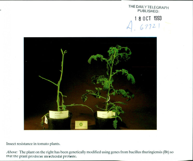 Tomatoes - Vintage Photograph