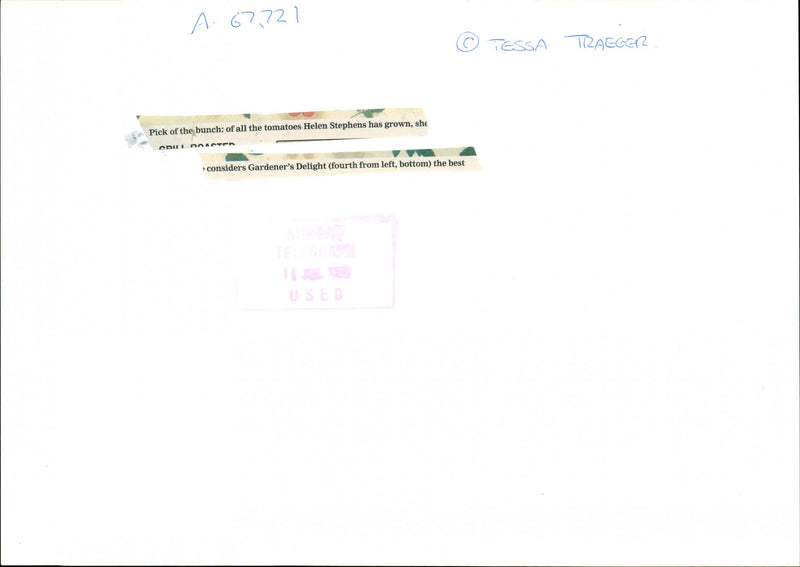 Tomatoes - Vintage Photograph