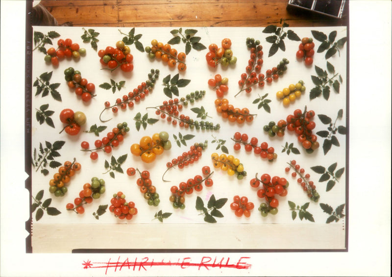 Tomatoes - Vintage Photograph