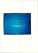 Draconema, new nematode found 1,000 m beneath the sea - Vintage Photograph