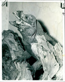 Reptile Iguana - Vintage Photograph