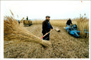 Wicken Fen Nature Reserve. - Vintage Photograph