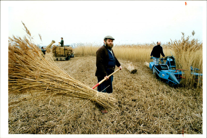 Wicken Fen Nature Reserve. - Vintage Photograph