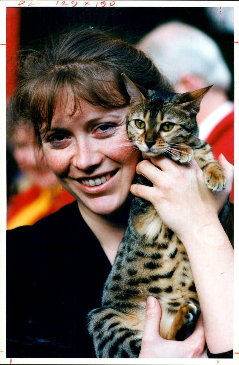 Animal: Bengal Cat: Lucinda Neal - Vintage Photograph