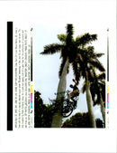 Palm Trees: Juan Manuel Blanco - Vintage Photograph