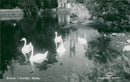 Swans in SvartÃ¥n, MjÃ¶lby - Vintage Photograph