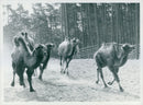 Camels in the "desert" at KolmÃ¥rden zoo - Vintage Photograph