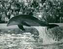 Dolphin Flapp at KolmÃ¥rden Zoo - Vintage Photograph