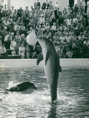 Dolphin pool at KolmÃ¥rden zoo - Vintage Photograph
