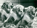 KolmÃ¥rden's three lion cubs - Vintage Photograph