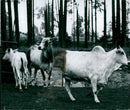 Indian cows of the Zebus family at KolmÃ¥rden zoo - Vintage Photograph