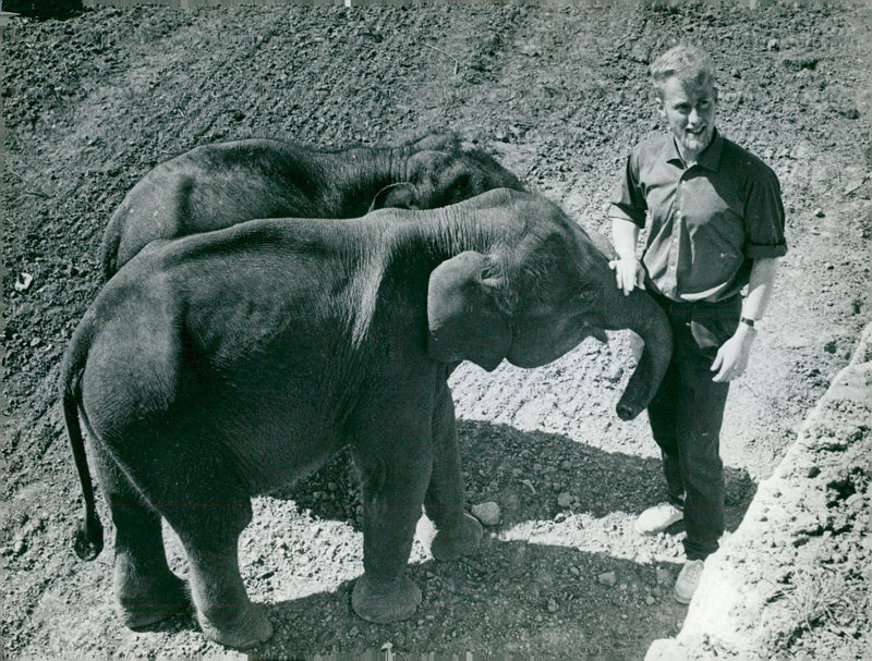 KolmÃ¥rden Zoo. Animal nurse with elephant kids - Vintage Photograph