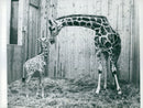 Kolmården Zoo. The giraffe Lillan got a giraffe girl - Vintage Photograph