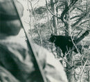 The escaped collar bear from KolmÃ¥rden zoo - Vintage Photograph