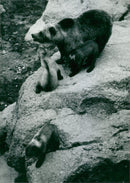 Bear cubs at zoo in Lycksele - Vintage Photograph
