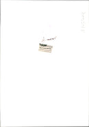 An 18th century white marble half length figure of Venus Marina. - Vintage Photograph