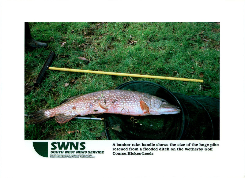 Fish, Pike - Vintage Photograph