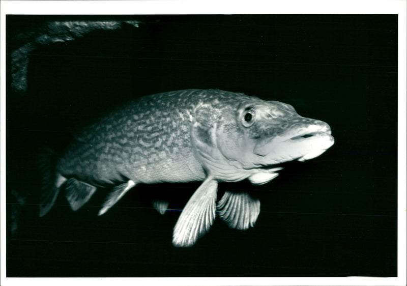 Fish, Pike - Vintage Photograph