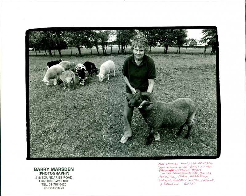 Animal: Sheep - Vintage Photograph