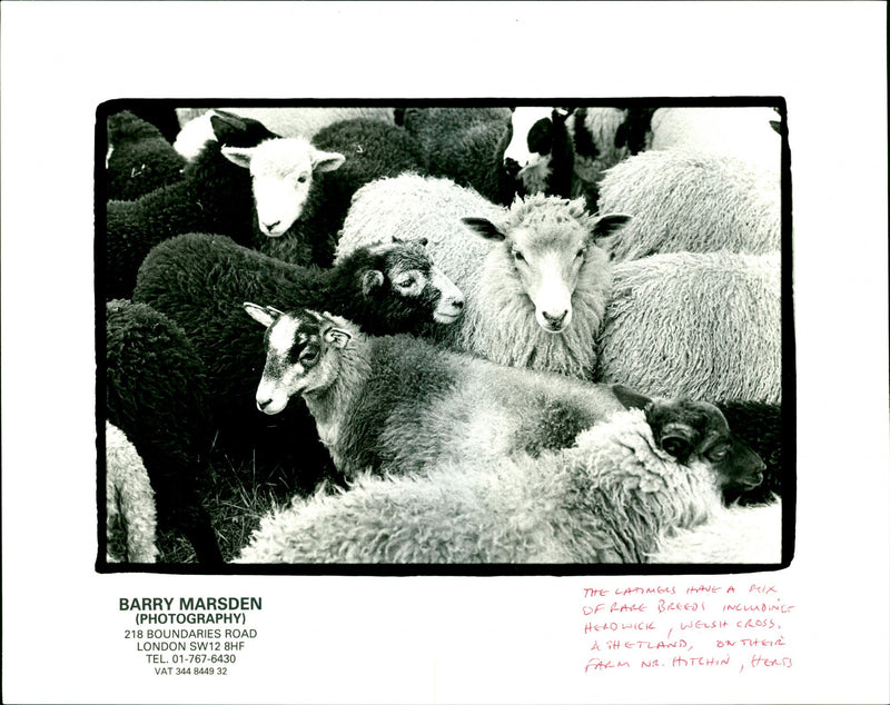 Animal: Sheep - Vintage Photograph